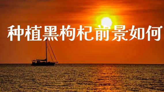 种植黑枸杞前景如何_https://m.15771688.com_期货开户_第1张