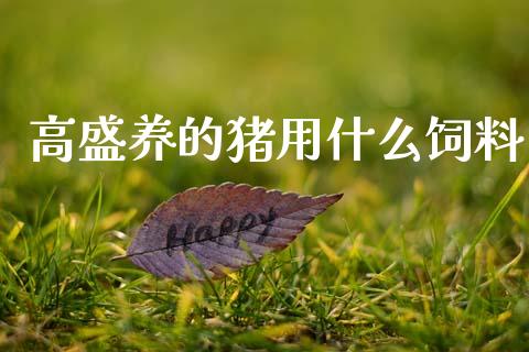 高盛养的猪用什么饲料_https://m.15771688.com_美国道指_第1张