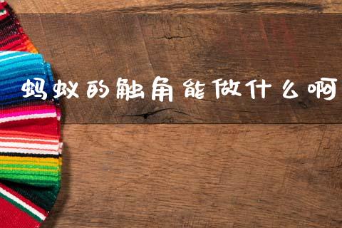 蚂蚁的触角能做什么啊_https://m.15771688.com_期货手续费_第1张
