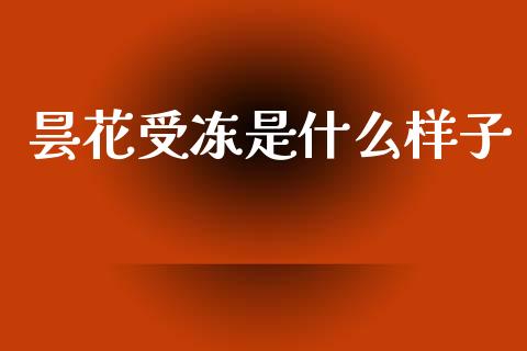 昙花受冻是什么样子_https://m.15771688.com_期货开户_第1张